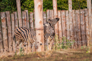 ZOO Brno